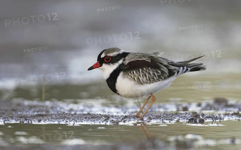 Black-fronted Dotterel (Elseyornis melanops), Queensland, Australia