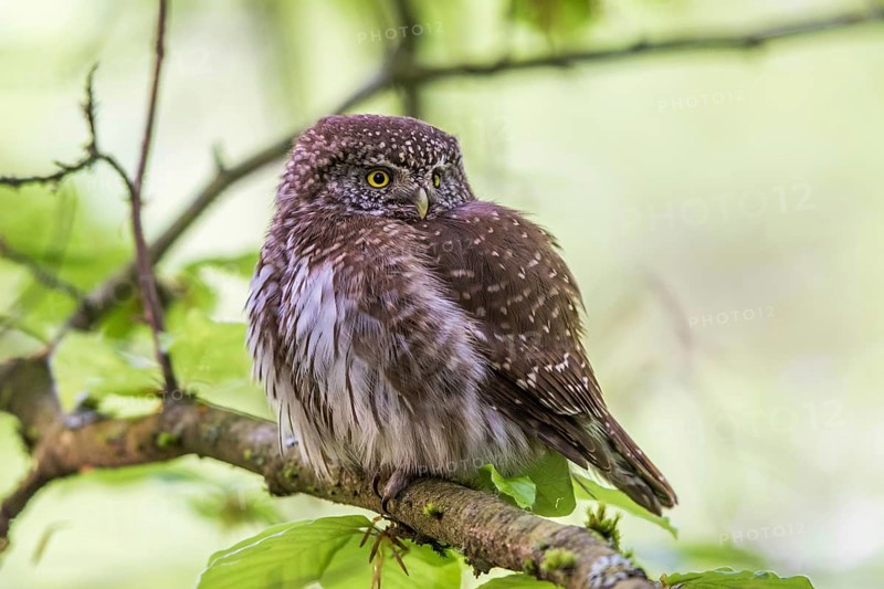 Sparrow owl (Glaucidium passerinum), Baden-Württemberg, Federal Republic of Germany