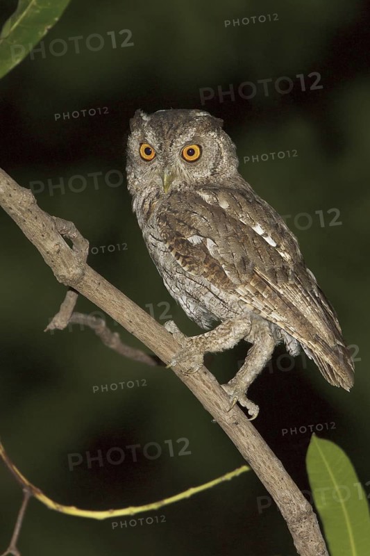 Pacific Screech Owl (Megascops cooperi), Costa Rica