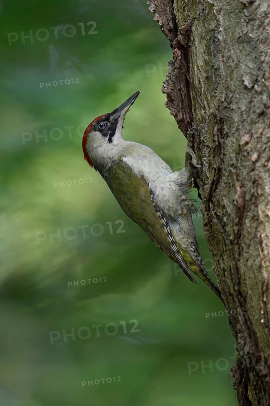 European Green Woodpecker (Picus viridis) female climbing tree trunk, North Rhine-Westphalia, Germany