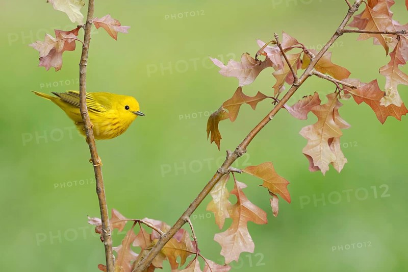 American Yellow Warbler (Setophaga aestiva) perched on a branch, Texas, USA