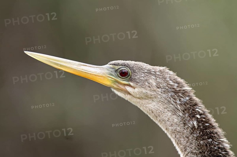 Anhinga (Anhinga anhinga) female, Florida, USA