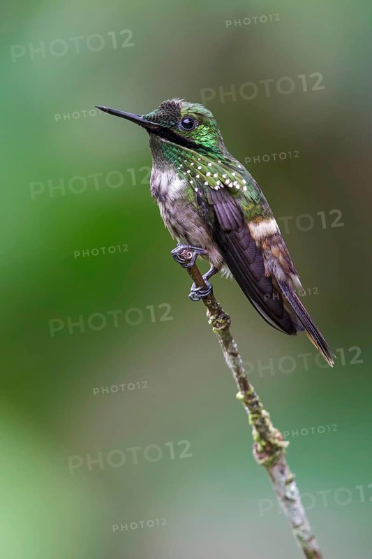 Festive Coquette (Lophornis chalybeus) perched on a branch in the Atlantic rainforest of southeast Brazil