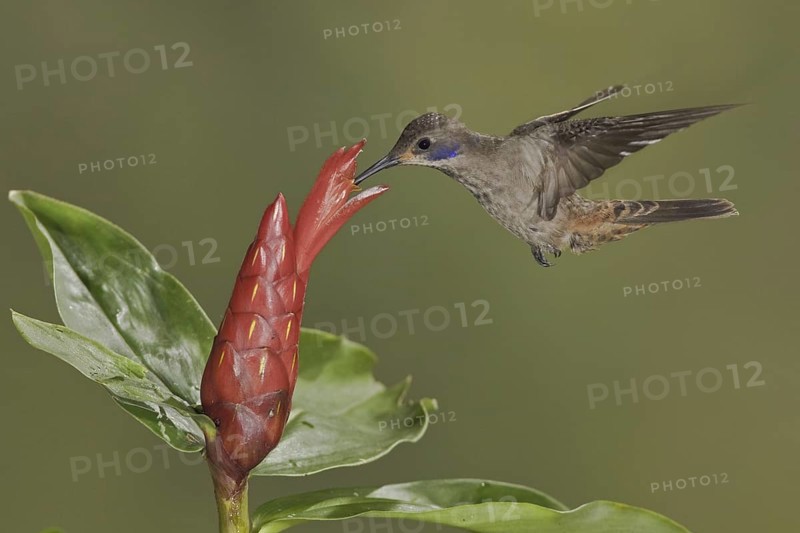 Brown Violetear (Colibri delphinae), Ecuador