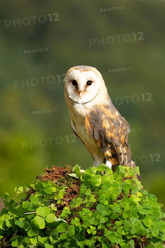 Western Barn Owl (Tyto alba) captive, Germany