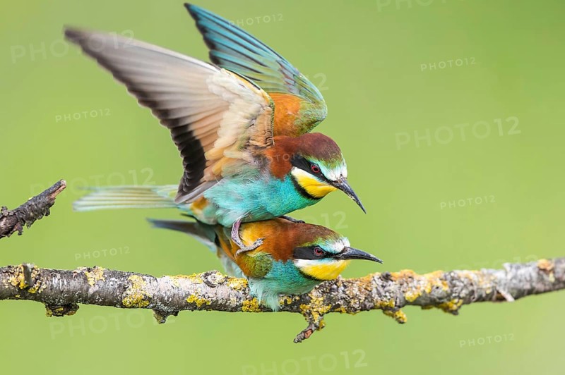 European Bee-eater (Merops apiaster) pair mating, Subotica, Serbia