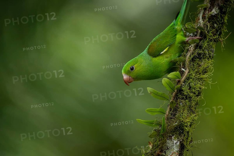Plain Parakeet (Brotogeris tirica) perched on a branch, Sao Paulo, Brazil