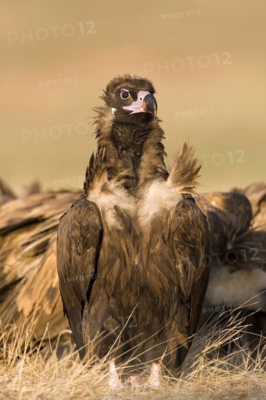 Cinereous Vulture (Aegypius monachus), Castile-La Mancha, Spain
