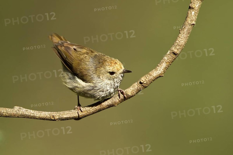 Tasmanian Thornbill (Acanthiza ewingii), Tasmania, Australia
