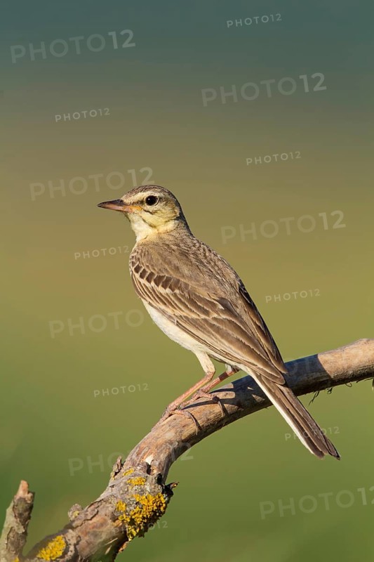 Brachpieper, Tawny Pipit, Anthus campestris, Pipit rousseline, Bisbita Campestre
