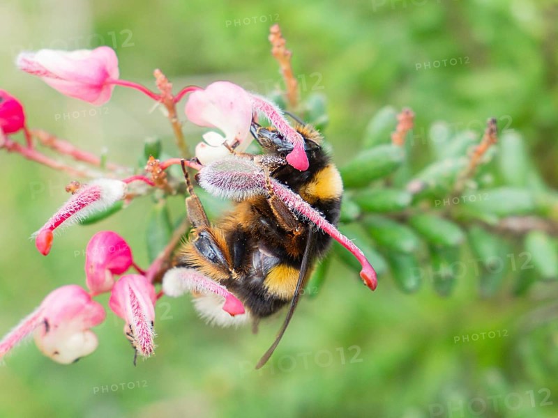 A close up shot of a bumblebee perched on a vibrant pink flower, surrounded by lush green foliage in a garden. This image captures the essence of nature and pollination