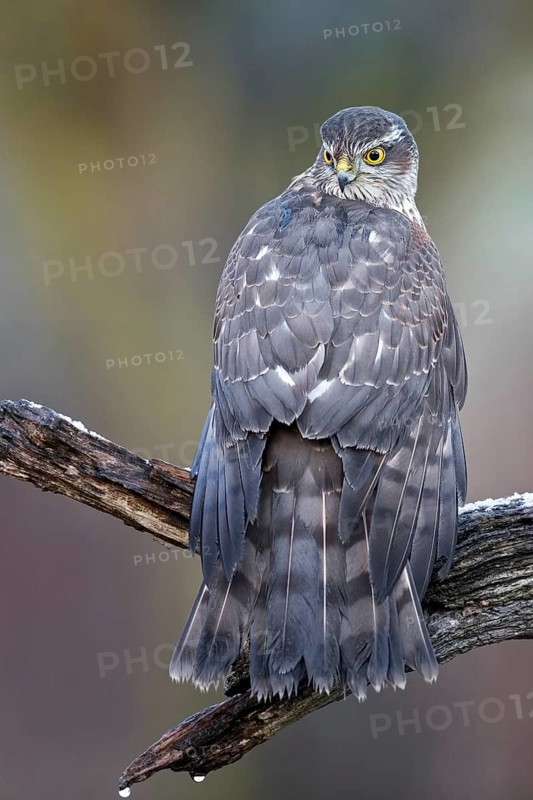 Eurasian Sparrowhawk (Accipiter nisus) female perched on a branch, drying its feathers, Saxony-Anhalt, Germany