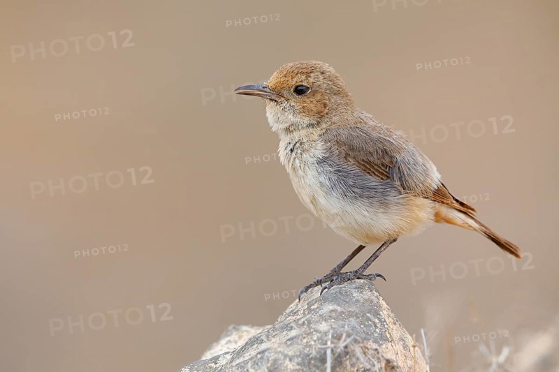 Arabian wheatear, Arabian wheatear, (Oenanthe lugentoide, Middle East, Oman, female, Jabal Samhan, Salalah, Dhofar, Oman
