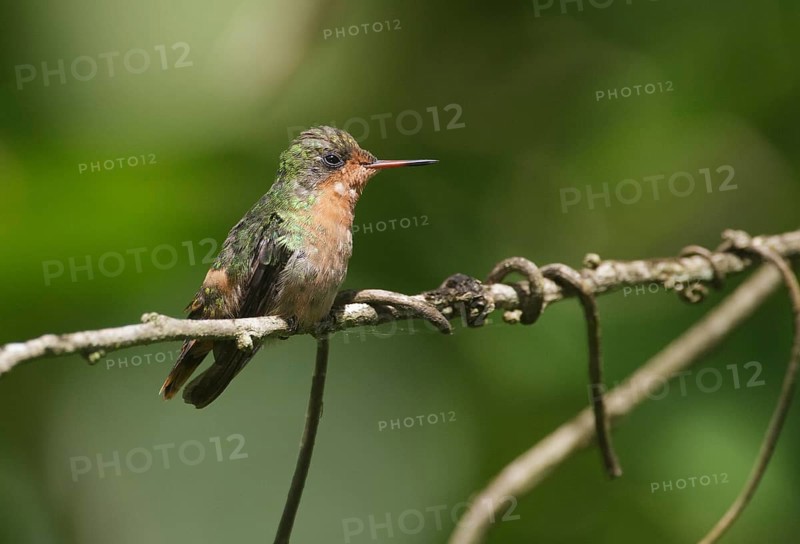 Tufted Coquette (Lophornis ornatus) female, Trinidad