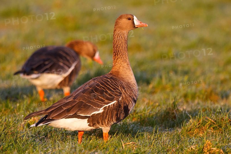 Greater White-fronted Goose (Anser albifrons), North Rhine-Westphalia, Germany
