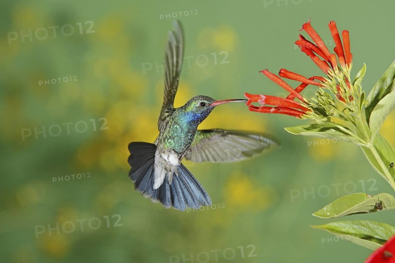Broad-billed Hummingbird Cynanthus latirostris Amado, Arizona, United States 21 August Adult Male Trochilidae
