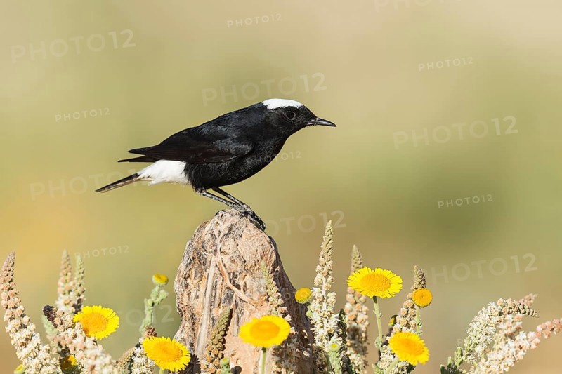 White-crowned Wheatear (Oenanthe leucopyga), Eilat, Israel