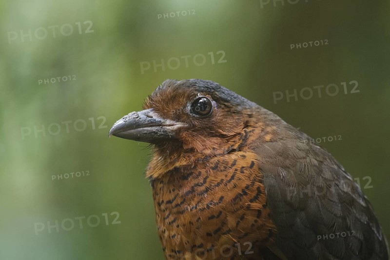 Giant Antpitta (Grallaria gigantea), Pichincha, Ecuador