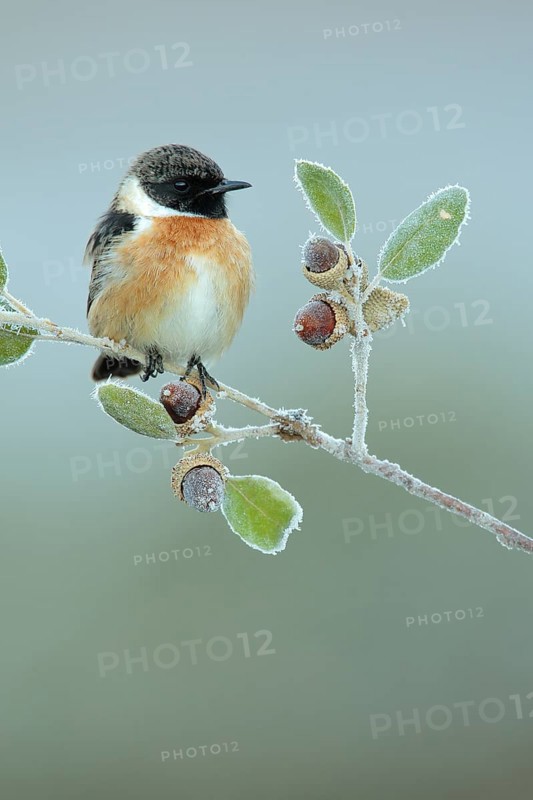 European Stonechat (Saxicola rubicola) male perched on a twig, Andalusia, Spain