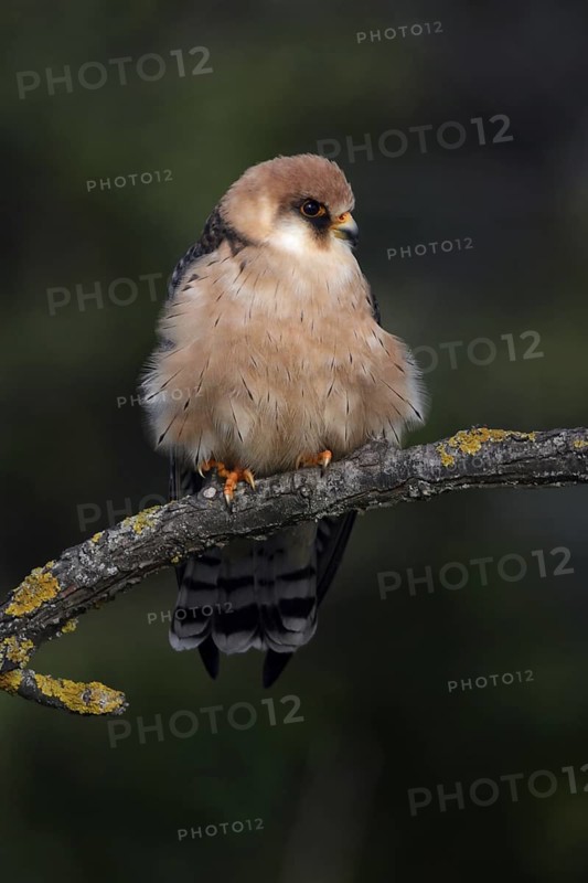 Red-footed Falcon (Falco vespertinus) female, Hungary