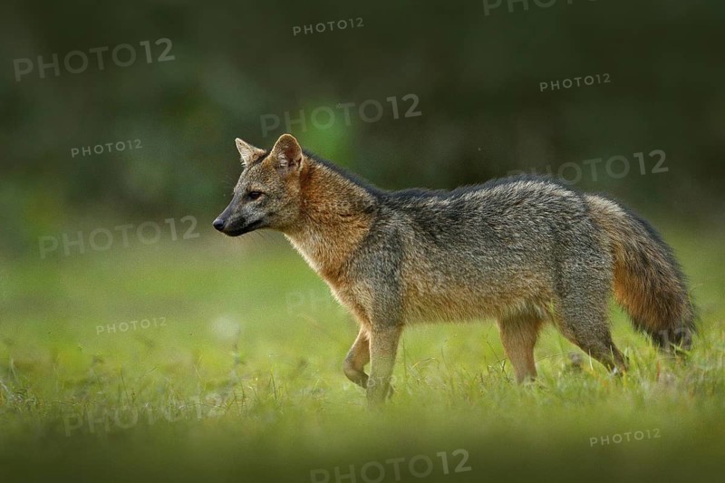 Crab-eating fox, Cerdocyon thous, forest fox, wood fox or Maikong. Wild dog in nature habitat. Face evening portrait. Wildlife, Pantanal, Brazil. Green vegetation, cute wild fox. Travelling Brazil