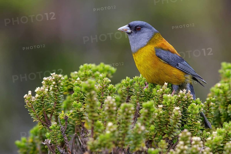 Patagonian Sierra-Finch (Phrygilus patagonicus) perched on a branch in Chile