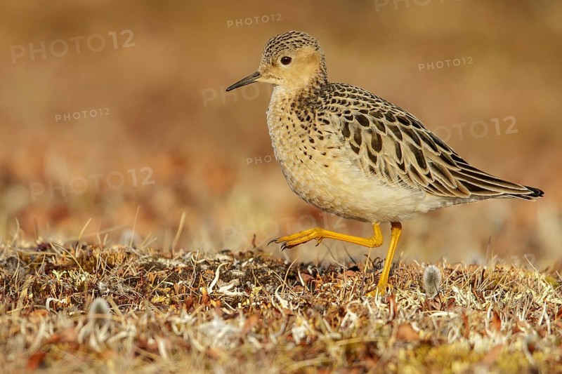 Buff-breasted Sandpiper (Calidris subruficollis) feeding on the tundra in Northern Alaska