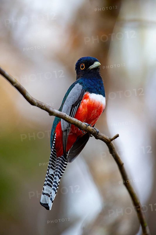 Blue-crowned trogon (trogon curucui) Pantanal Brazil