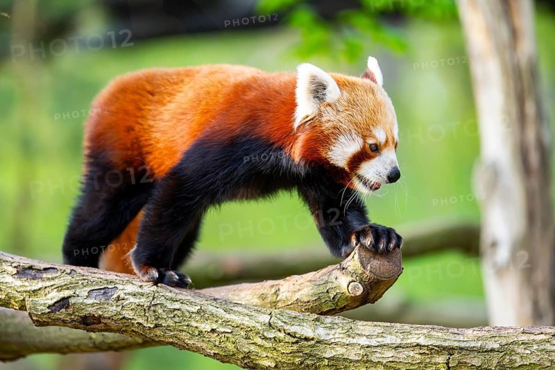 Red panda (Ailurus fulgens) walking on a tree, Germany