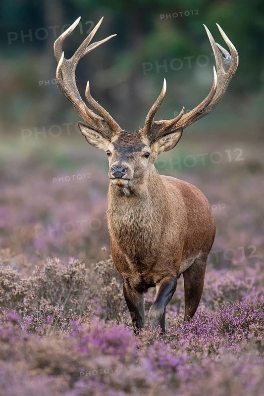 Red deer (Cervus elaphus), rut, Hoenderloo, Gelderland, Netherlands
