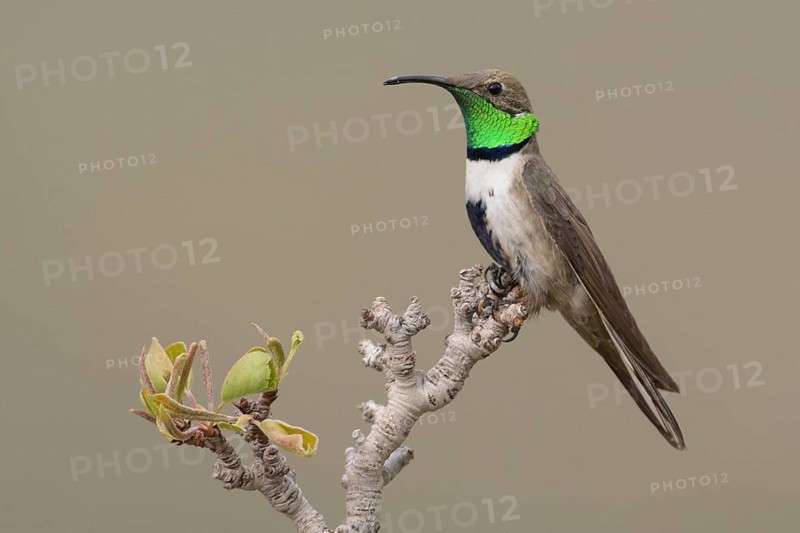 White-sided Hillstar (Oreotrochilus leucopleurus) male, Santiago, Chile