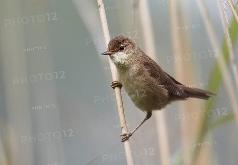 Eurasian Reed Warbler (Acrocephalus scirpaceus), Mecklenburg-Western Pomerania, Germany