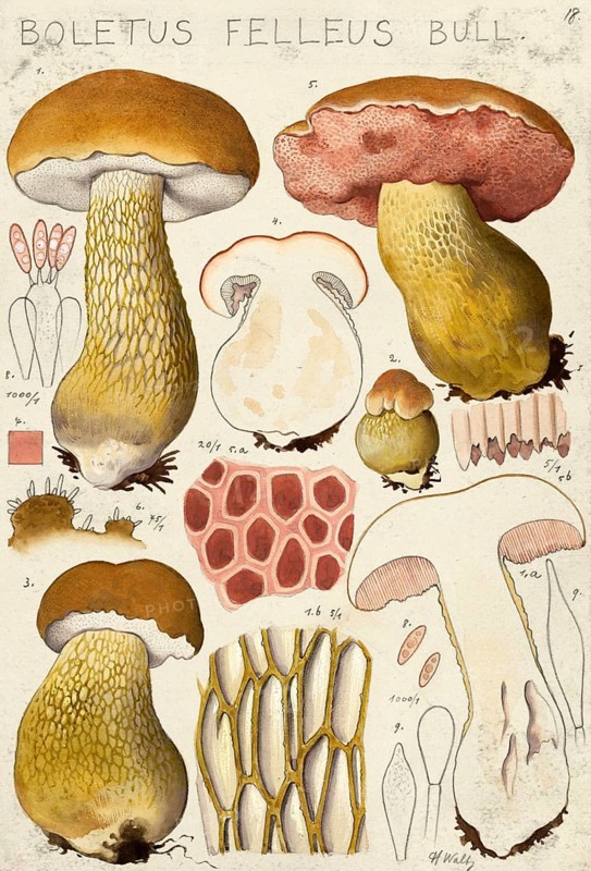 Mushroom, fungi, Bitter bolete, Tylopilus felleus, syn. Boletus felleus, authentic reproduction of an illustration by Hans Walty (1868-1948) from about 1915, historical