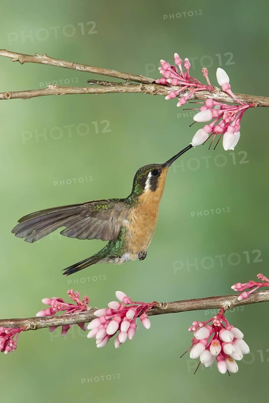 Purple-throated Mountaingem (Lampornis calolaemus) female flying while feeding at a flower, Costa Rica