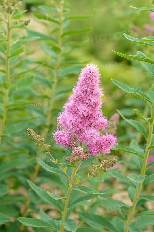 Cone spirea (Spiraea × billardii 'Triumphans'), BS Sämann, Germany