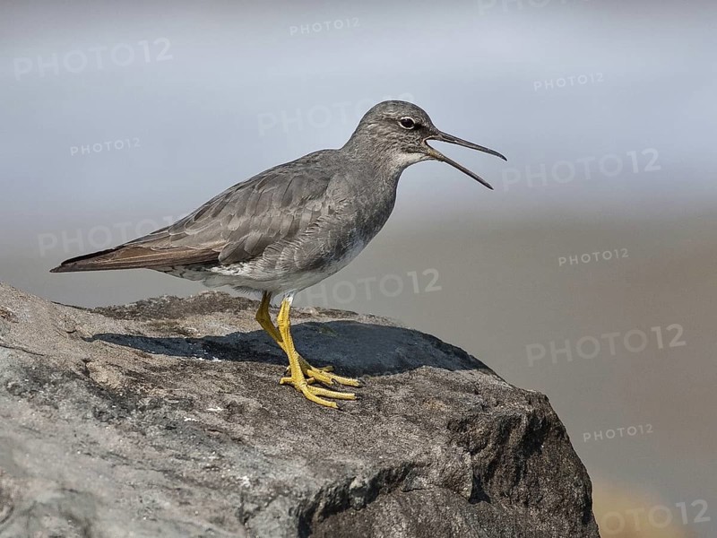 Wandering Tattler (Tringa incana), California, USA