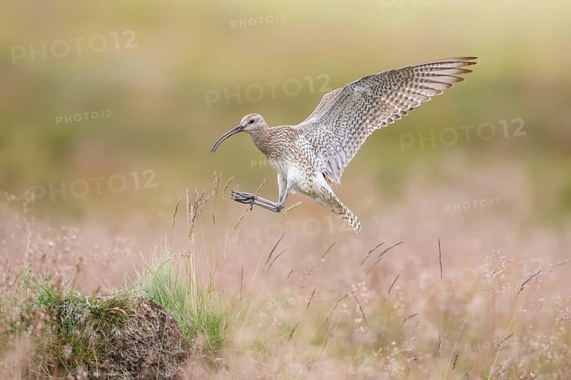 Whimbrel (Numenius phaeopus) approaching to a hill in grassland, Dalvik, Iceland