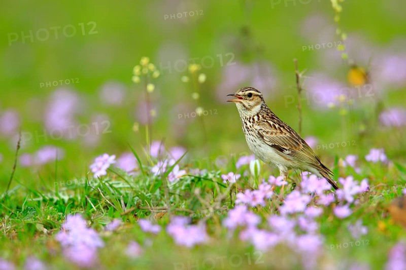 Woodlark (Lullula arborea) male singing, Andalusia, Spain