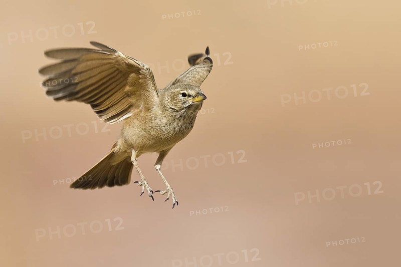 Desert Lark (Ammomanes deserti) flying, Eilat, Israel
