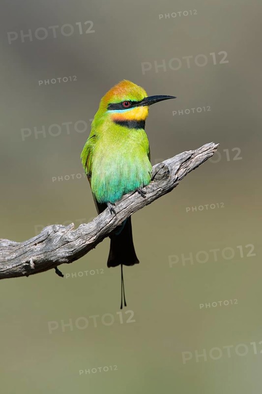 Rainbow Bee-eater (Merops ornatus) male perched on a branch, South Australia, Australia