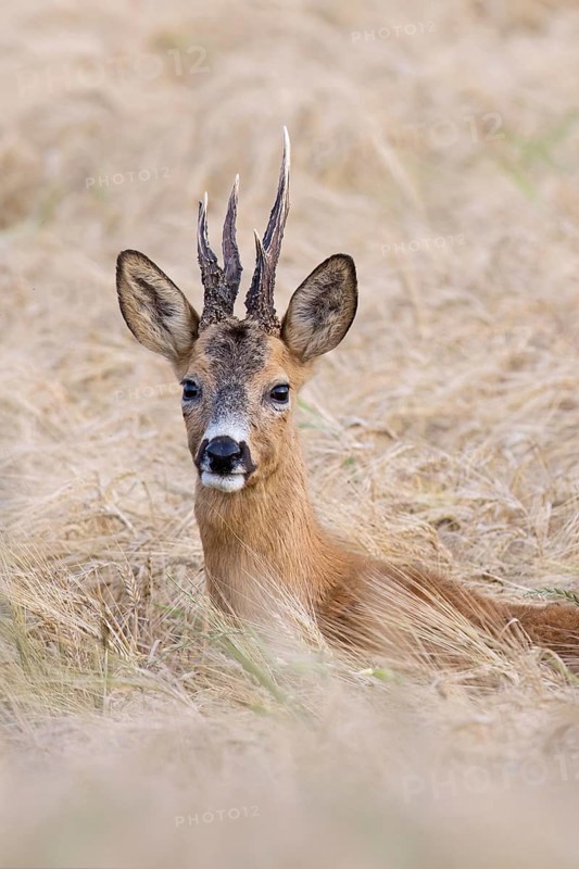 European roe deer (Capreolus capreolus) buck, male with deformed antlers showing distorted spike in wheat field, cornfield in summer