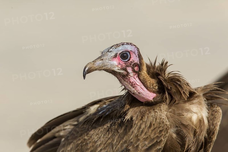 Hooded Vulture (Necrosyrtes monachus), Gambia