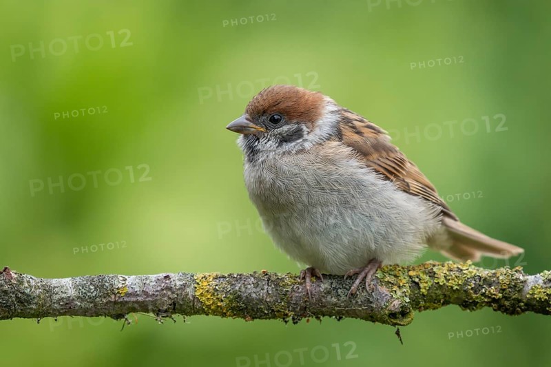 Eurasian Tree Sparrow (Passer montanus) perched on a branch, Lower Saxony, Germany
