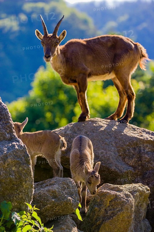 One adult female ibex (Capra ibex) and two of her babies standing on rocks