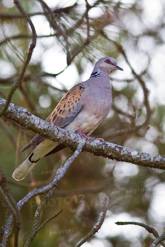 European Turtle Dove (Streptopelia Turtur), perched on a branch, Galicia, España