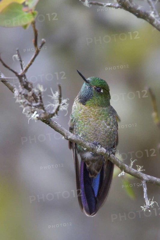 Scaled Metaltail (Metallura aeneocauda), Abra Malaga Area, Peru