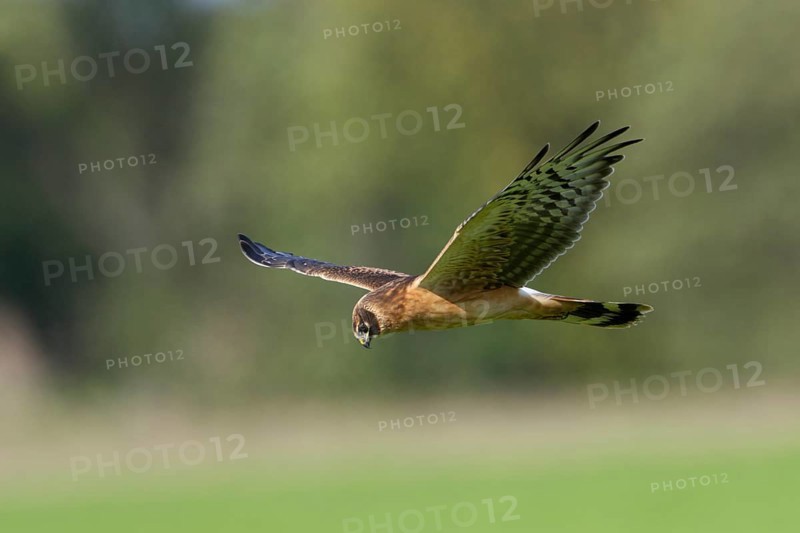 Steppenweihe, lat. Circus macrourus, Jungvogel im niedrigen Suchflug von der Seite über der Bodenvegetation