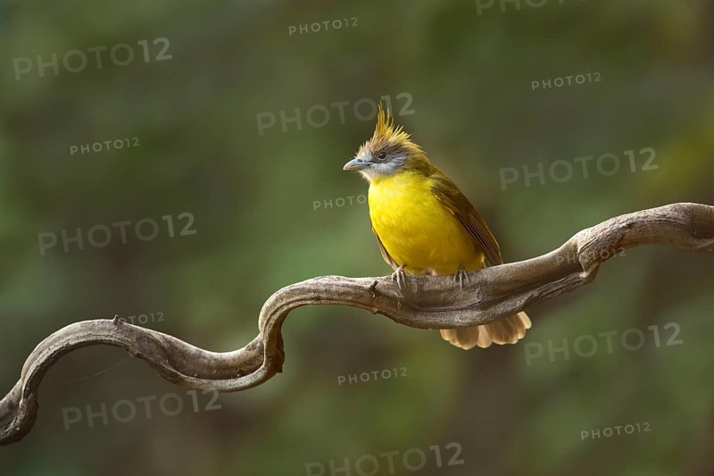White-throated Bulbul (Alophoixus flaveolus), Yunnan, China