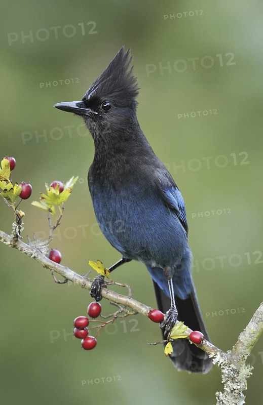 Steller's Jay (Cyanocitta stelleri), British Columbia, Canada