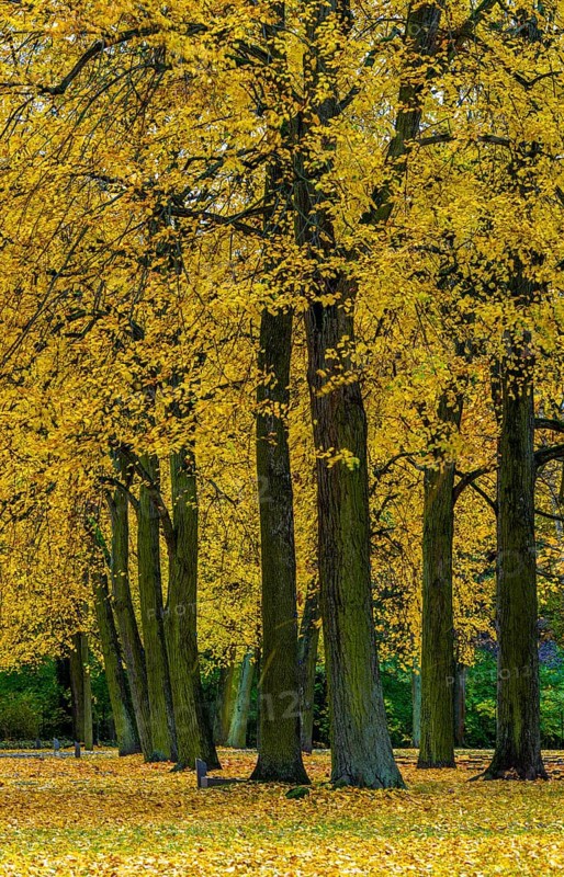 Autumn time, trees and foliage in the park, Berlin, Germany